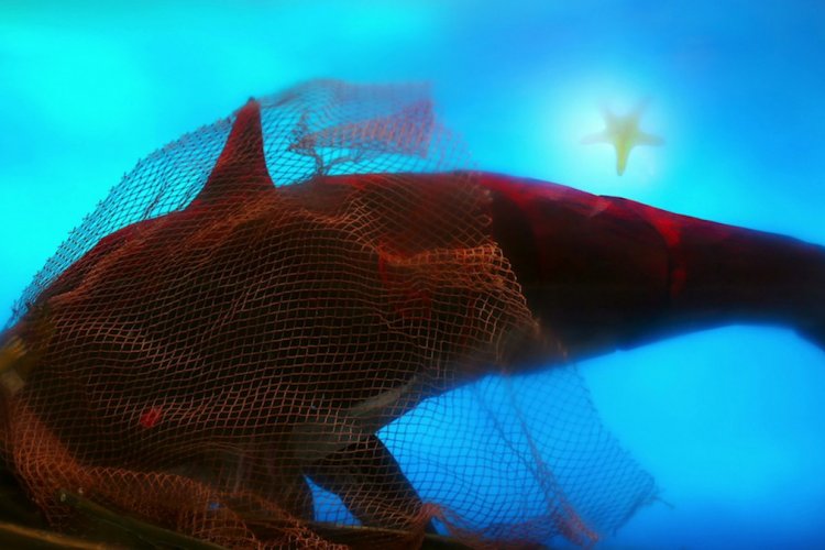  Fisherman and The Girl 