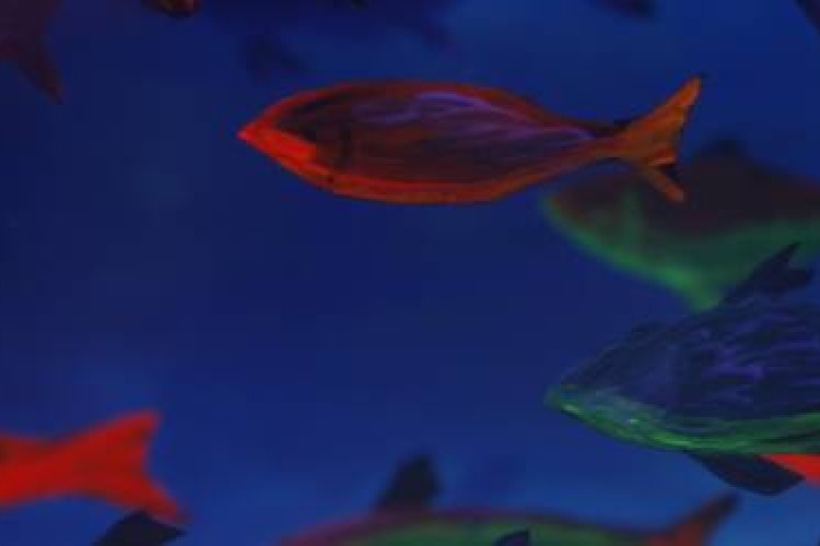 Fisherman and the Girl